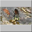 Tachysphex obscuripennis - Grabwespe m12a 7mm Sandgrube Niedringhaussee.jpg